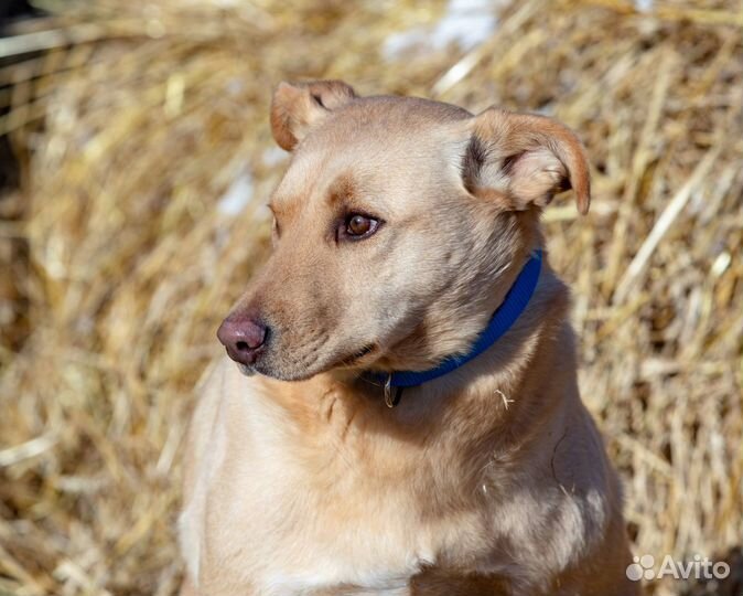 Абрау собака