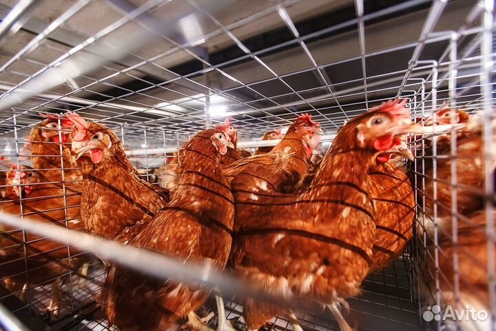 Цыплята несушки Ломан Браун и др