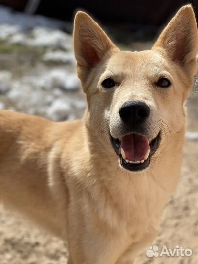 Перси ищет дом