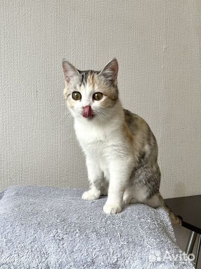 Котенок девочка ищет дом