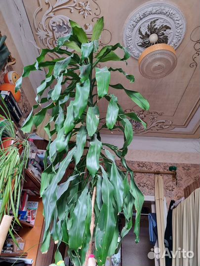Пальма душистая юкка драцена фрагранс