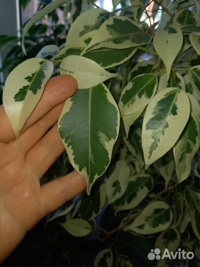 Фикус де гантель