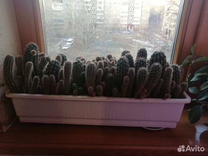 Кактус