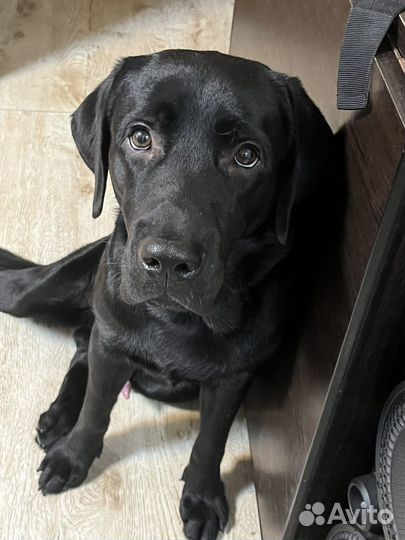 Лабрадор