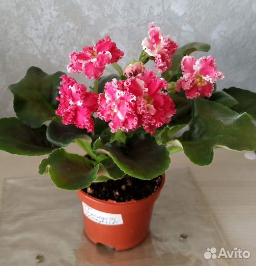 Детки сортовых фиалок