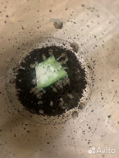 Улитки ахатины фулики альбино малыши