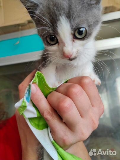 Котенок ищет дом