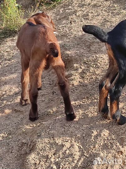 Нубийский козлик