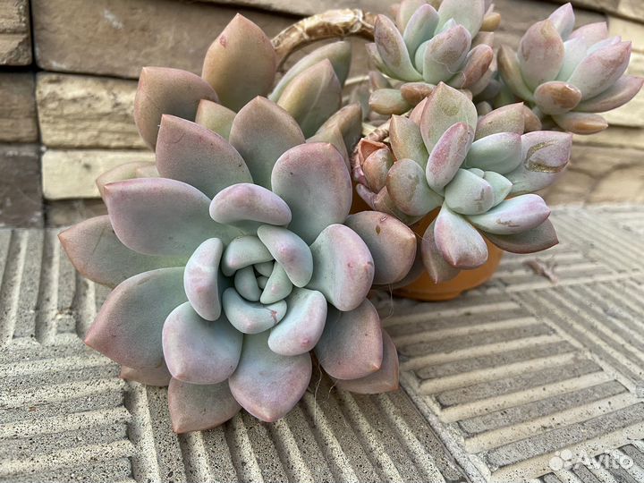 Суккуленты