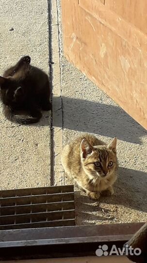 Котята в добрые руки