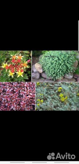 Цветы для сада много