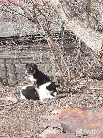 Отдам щенка в добрые руки