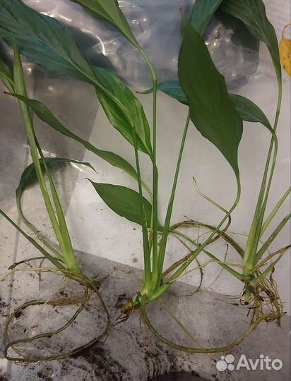 Комнатные растения, спатифиллум