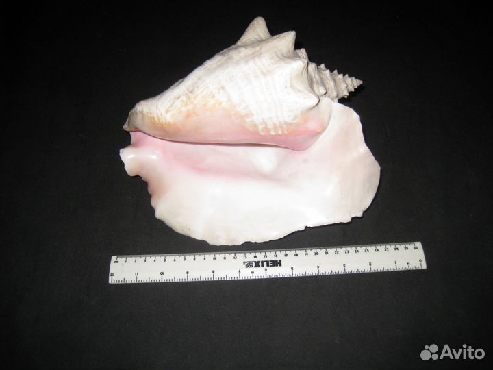 Морская раковина(ракушка)