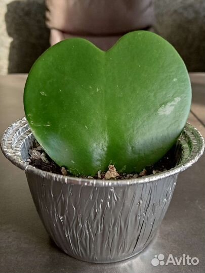 Хойя Керри Валентинка