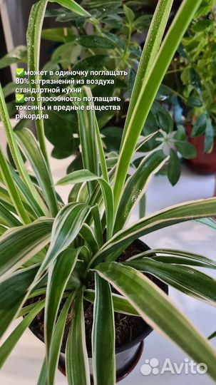 Хлорофитум Супер Фильтр