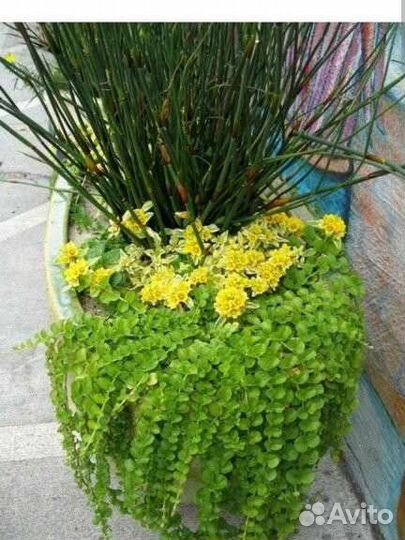 Вербейник монетчатый