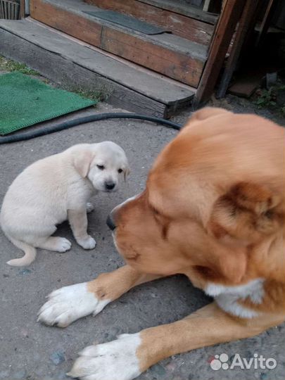 Продажа щенков алабая