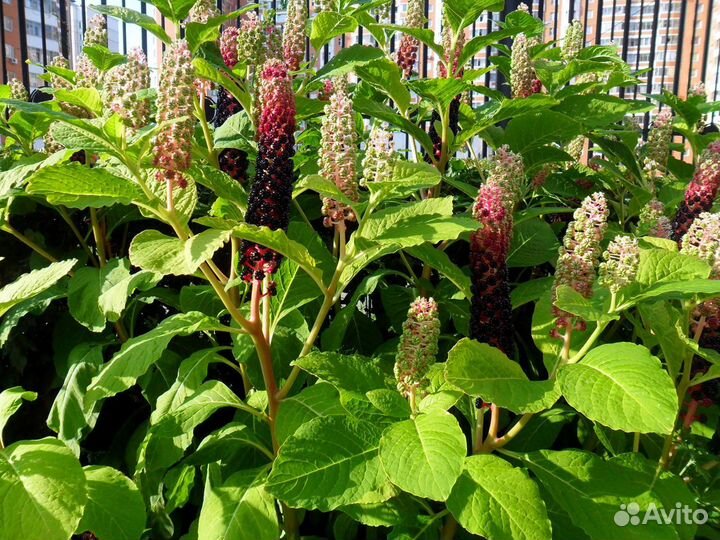 Лаконос (фитолакка) многолетник