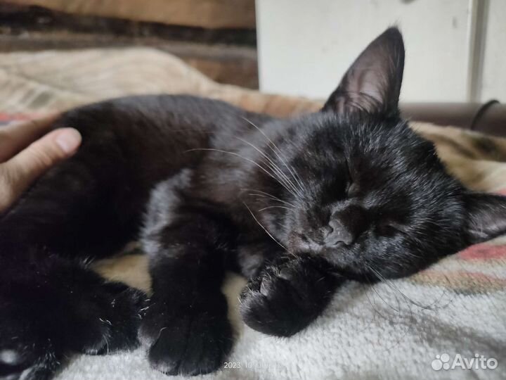 Черная Кошка Клякса