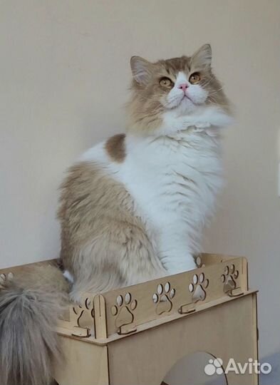 Шоколадный британец