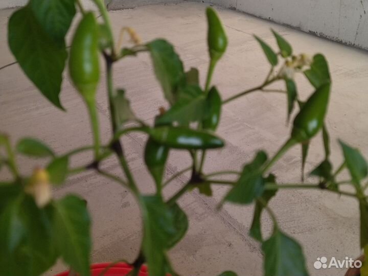 Подарок Красиво и практично, red hot cihli pepers