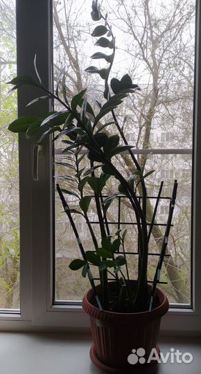 Замиокулькас (долларовое дерево)