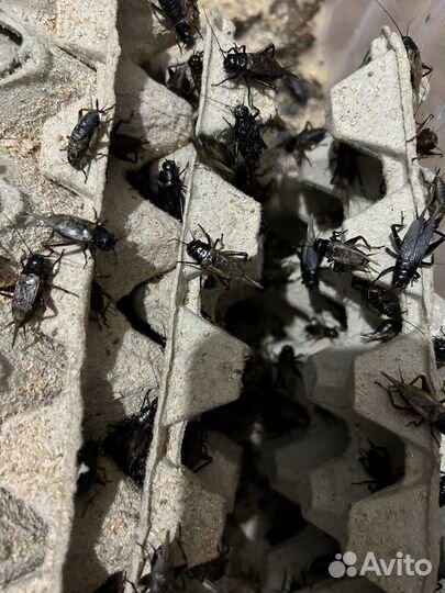 Мраморный, туркменский таракан, сверчки