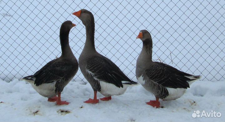 Семья гусей