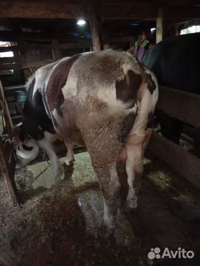 Быки на племя