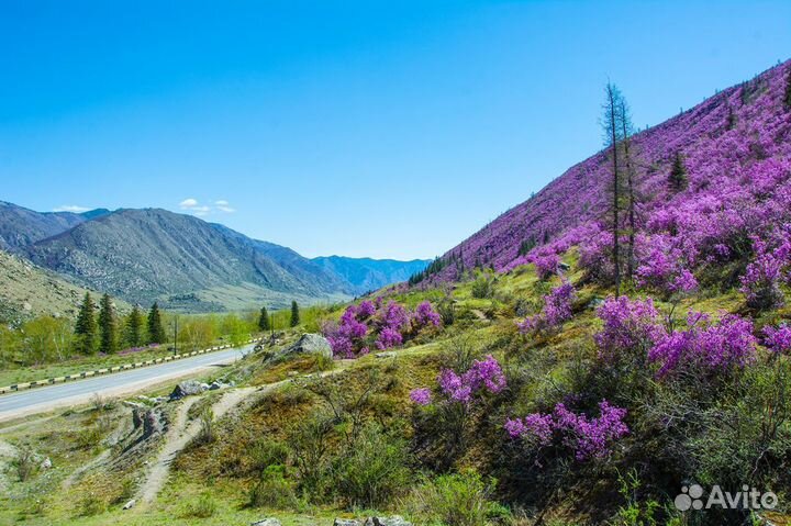 Весенний тур на Алтай
