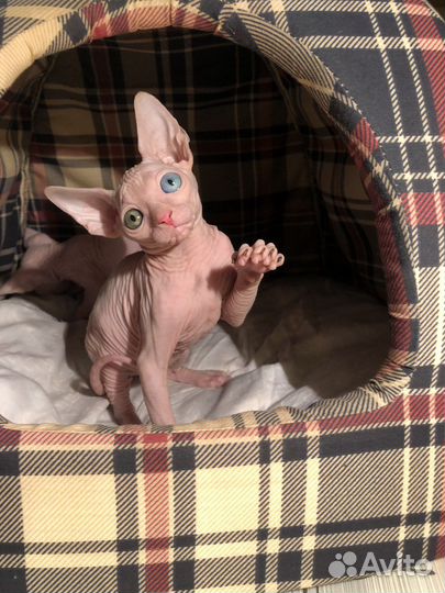 Разноглазый канадский сфинкс