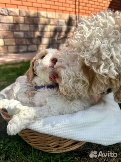 Лаготто романьоло