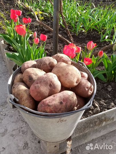 Продам картофель домашний
