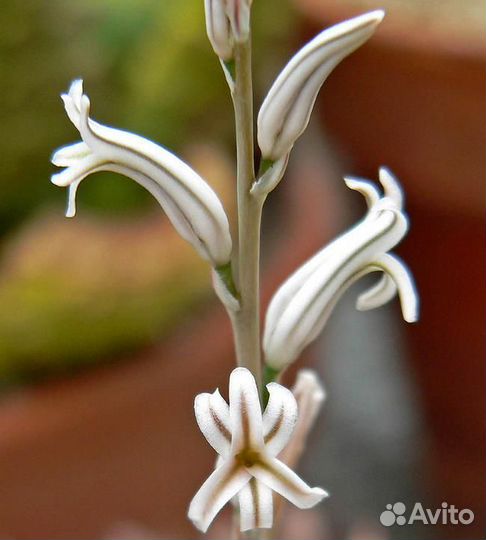 Суккуленты хавортия