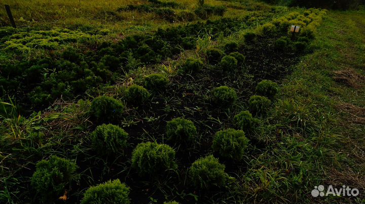 Туя западная смарагд, брабант, даника