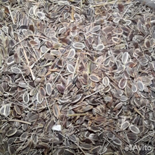 Семена укропа