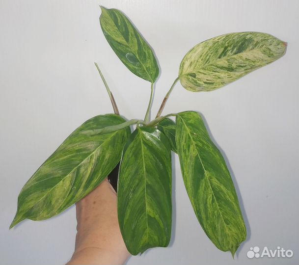 Филодендрон медуза
