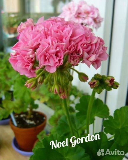 Пеларгония герань