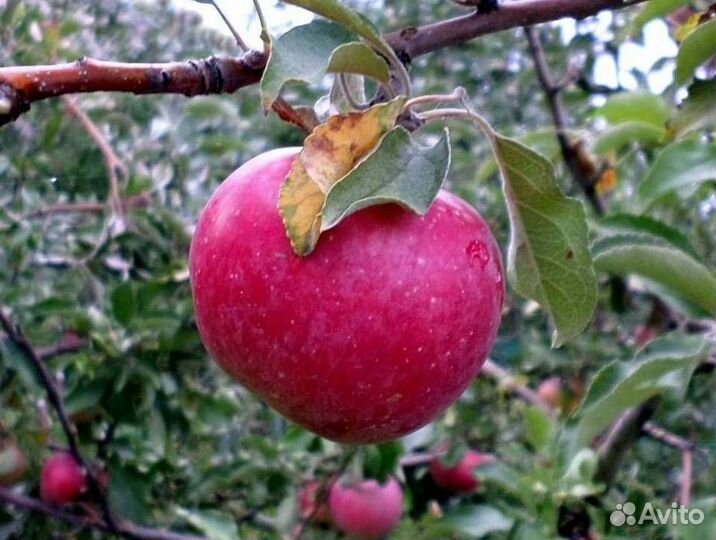 Саженцы яблони Сентябрьское