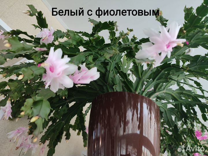 Малыши декабристы