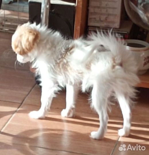 Щенки японский хин