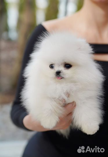 Померанский шпиц премиум класса из Кореи