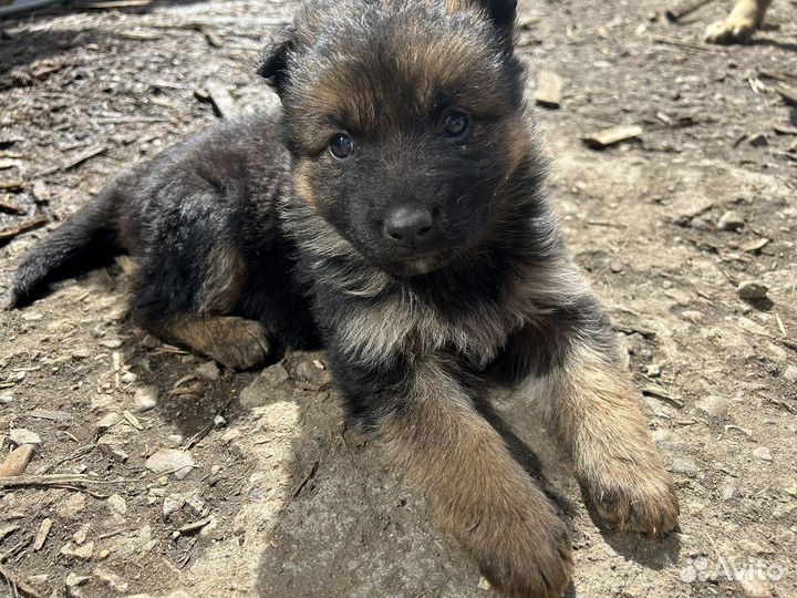 Щенки немецкой овчарки