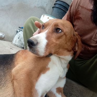 Русская гончая, щенок