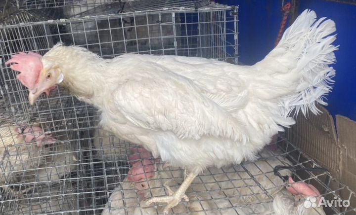 Куры несушки