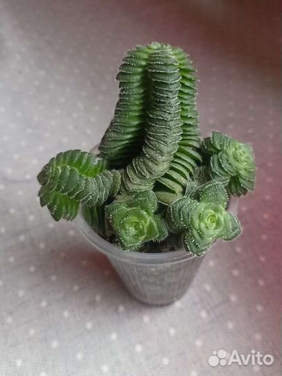 Суккуленты почтой часть 6 из 9