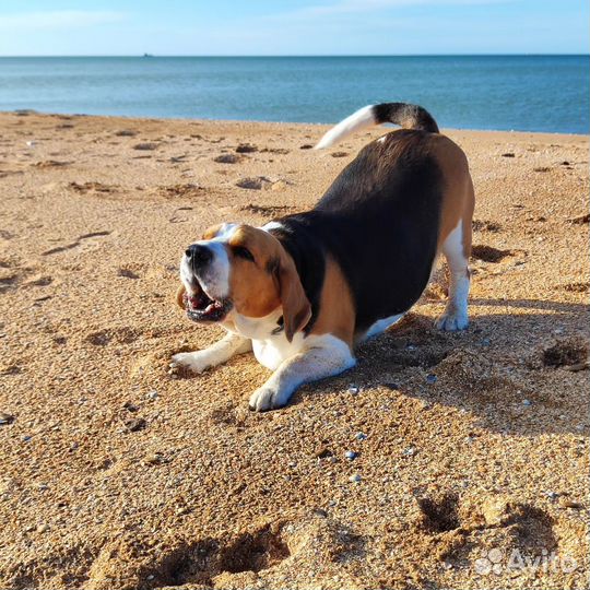 Вязка Бигль