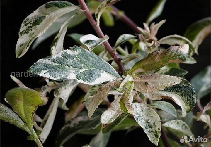 Ива Триколор и ива Хакуро Нишики