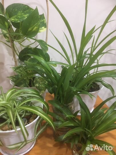 Хлорофитумы,Сциндаптус